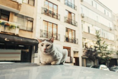 Otomobilin çatısında oturan kedi ve arka planı bulanık.