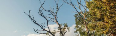 Low angle view of dry branches of tree with sky at background, banner  clipart