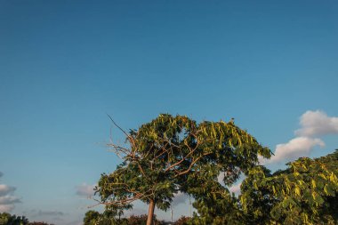 Arkaplanda tohumları ve mavi gökyüzü olan ağaç 