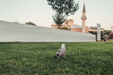 Bird on green grass and Mihrimah Sultan Mosque at background in Istanbul, Turkey  clipart