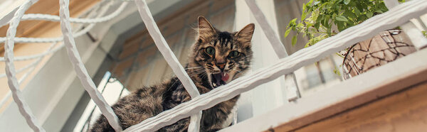 Нижний вид кота, сидящего на балконе дома, баннер 