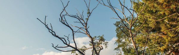 Low angle view of dry branches of tree with sky at background, banner 
