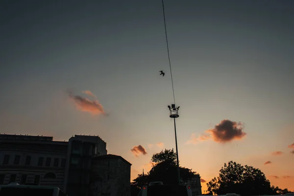 Low angle view of bird in sky above buildings and tress during sunset, Istanbul, Turkey 