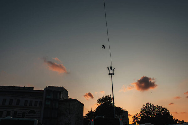 Low angle view of bird in sky above buildings and tress during sunset, Istanbul, Turkey 