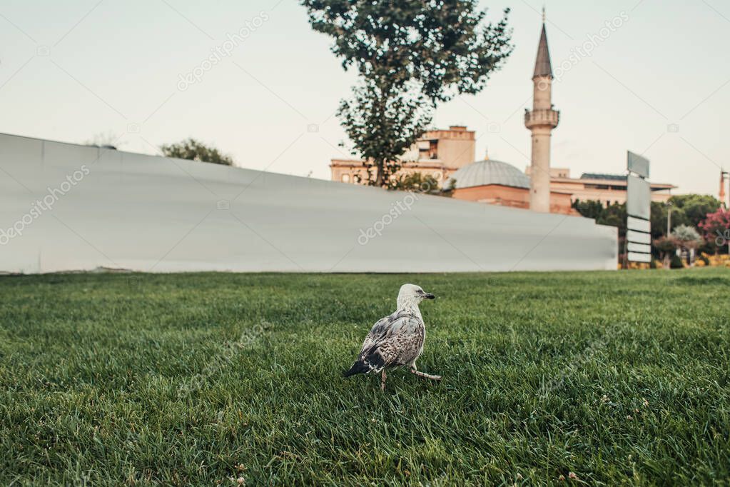 Bird on green grass and Mihrimah Sultan Mosque at background in Istanbul, Turkey 