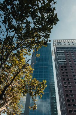 green trees near skyscrapers against cloudless sky clipart