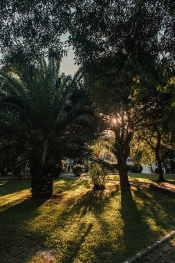 Parktaki çimlerin üzerinde palmiye ve çınar ağaçları