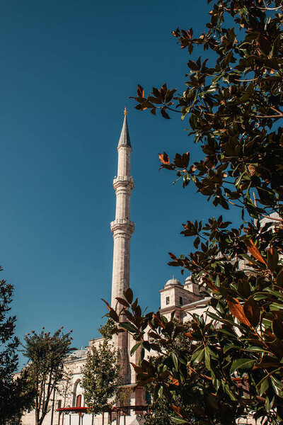зеленый магнолия дерево возле мечети Михрима Султан с минаретом против голубого неба, Стамбул, Турция
