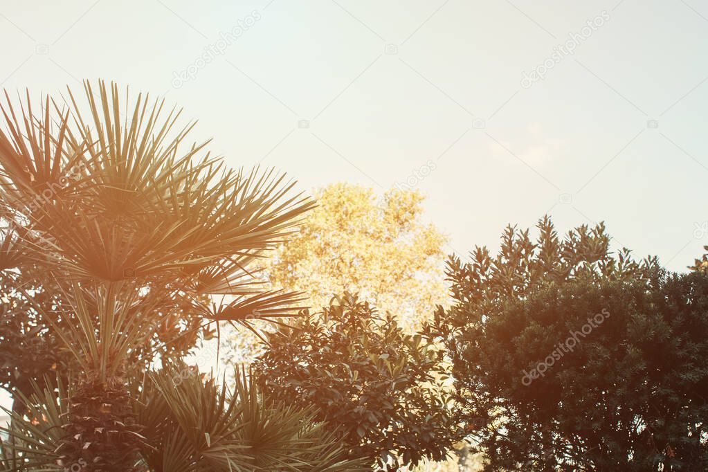 palm trees, pines and magnolias against clear, cloudless sky