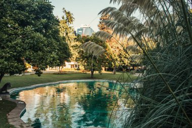 Pikoresk Park 'taki yapay göletin yakınındaki miscanthus manzarasını kapat.