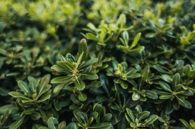 Yeşil yapraklı rhododendron çalılarının manzarasını kapat