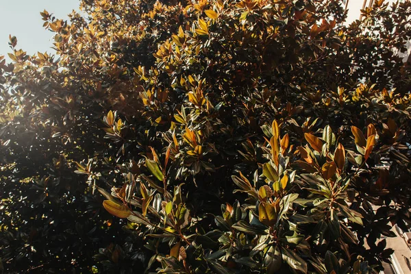 Magnólia Árvores Com Folhas Verdes Brilhantes Luz Sol — Fotografia de Stock