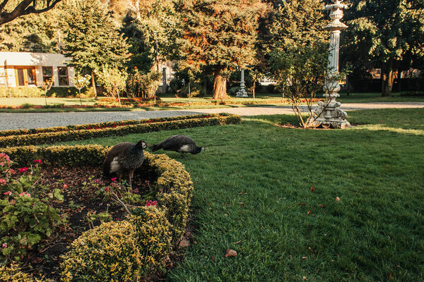 peacocks near boxwood bushes and grassy lawn in park