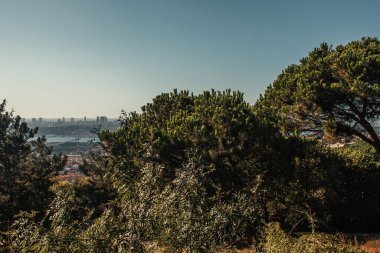 old pines on hill, and view of Istanbul and Bosphorus strait clipart