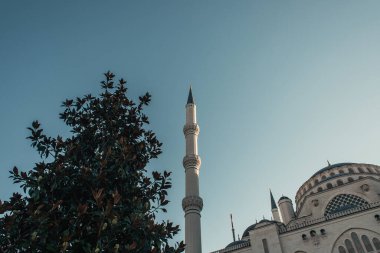 Mihrimah Sultan Camii yakınlarındaki yeşil manolya ağacı, İstanbul, Türkiye