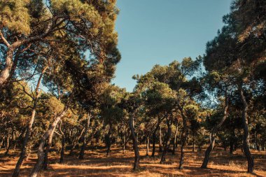 Ormanda çam ağaçları ve güneşli havada bulutsuz gökyüzü.