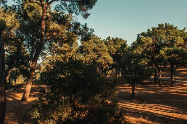 Güneşli havada mavi gökyüzüne karşı yüksek çam ağaçları