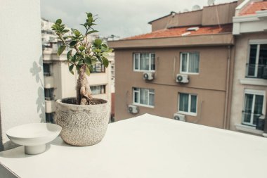 bansai tree in flowerpot on windowsill  clipart