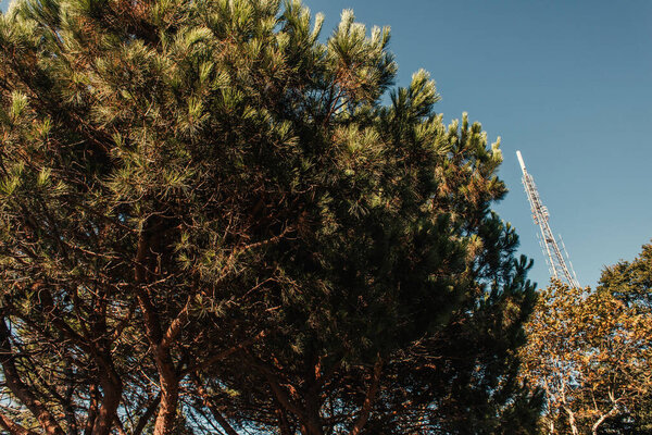 high coniferous trees against blue sky