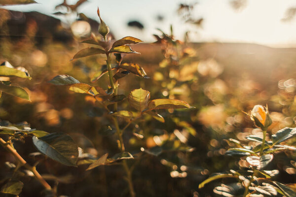 close up view of rose bushes with green leaves and buds