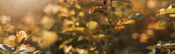 close up view of rose bushes with buds, banner