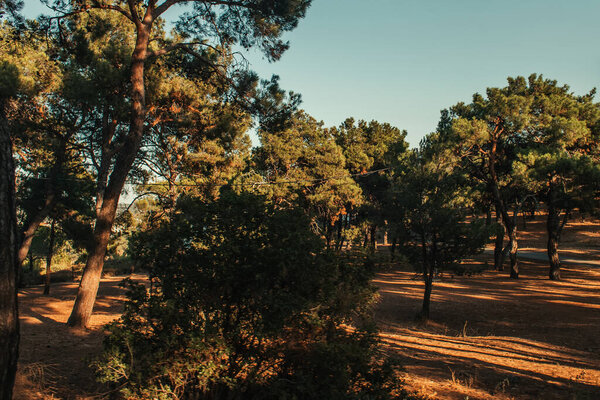 high pine trees against blue sky in sunny weather
