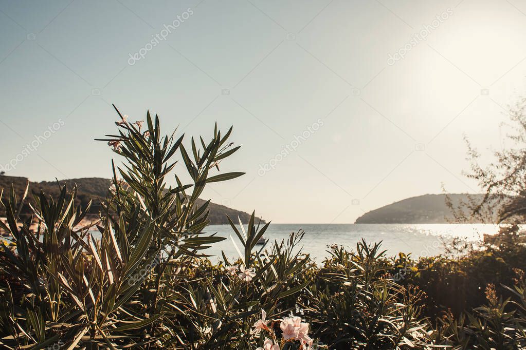 blossoming oleander, and seascape with green hills