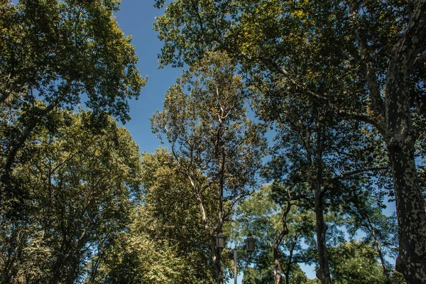 Vue à angle bas des arbres et de la lanterne avec ciel bleu en arrière-plan — Photo de stock