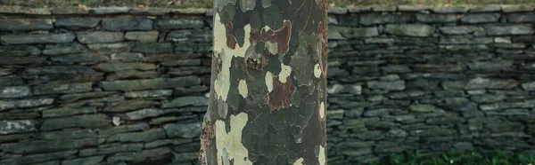 Close up view of textured bark of tree, banner — Stock Photo