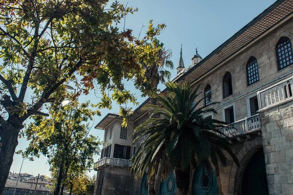Пальма у фасада здания в Стамбуле, Турция — стоковое фото