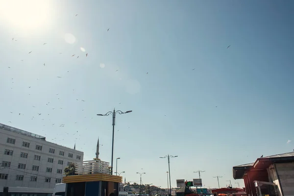 Low angle view of birds flying in sky above urban street in Istanbul, Turkey — Stock Photo