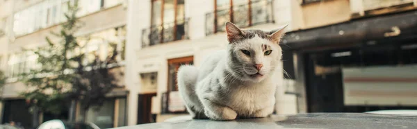 Chat sur le toit de la voiture avec rue sur fond flou, bannière — Photo de stock