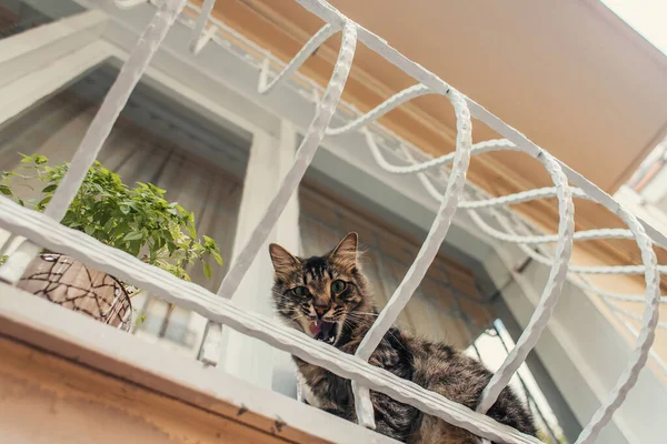 Vista inferior do gato sentado perto da planta na varanda da casa — Fotografia de Stock