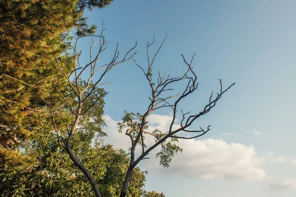 Low angle view of dry branches of tree with sky at background — Stock Photo