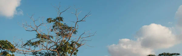 Árbol con hojas y ramas secas al aire libre, pancarta - foto de stock