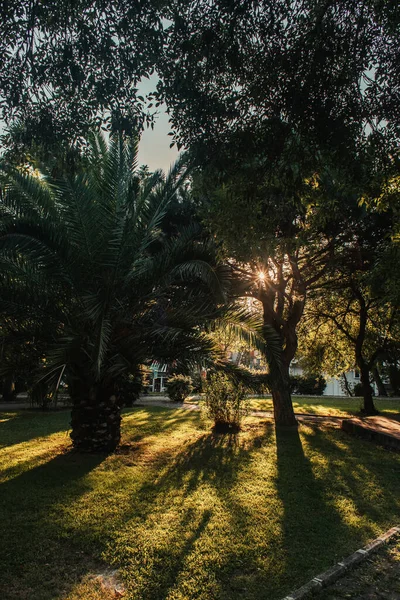 Palmier et sycomores sur pelouse herbeuse dans le parc — Photo de stock