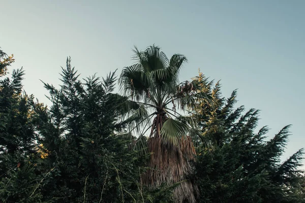 Palm trees and firs against blue sky — Stock Photo