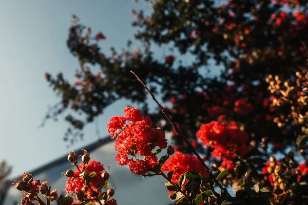 Vista de perto de rosas vermelhas no arbusto verde contra o céu azul — Fotografia de Stock