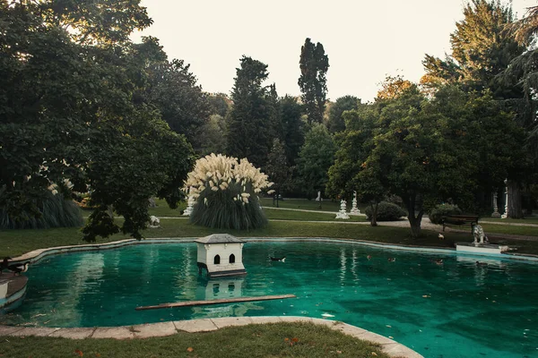 Arbusto de miscanthus cerca de lago artificial con patos salvajes en el parque - foto de stock