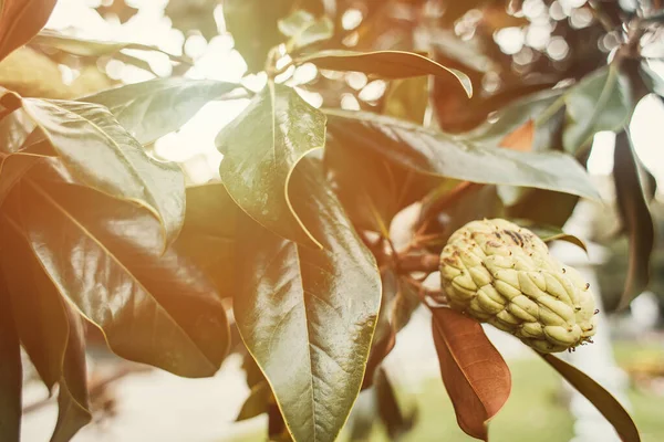 Magnolienzweig mit glänzenden Blättern und Zapfen — Stockfoto