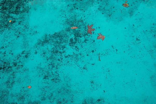 Вид зверху на блакитну мармурову підлогу з листям — стокове фото