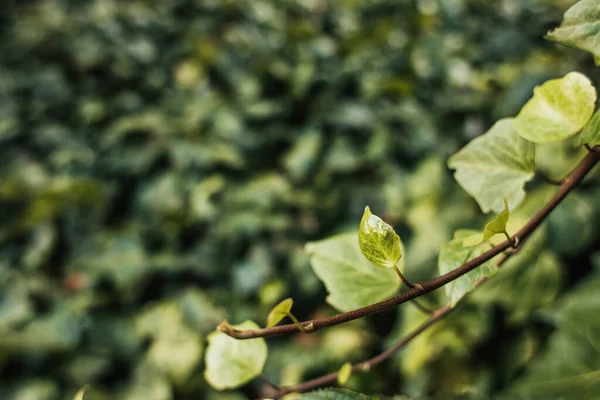 Vista ravvicinata del ramo di edera con foglie verdi — Foto stock