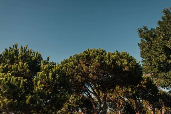 Low angle view of high pines against blue sky — Stock Photo