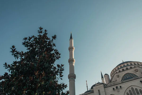 Árbol de magnolia verde cerca de la mezquita Mihrimah Sultan, Estambul, Turquía - foto de stock