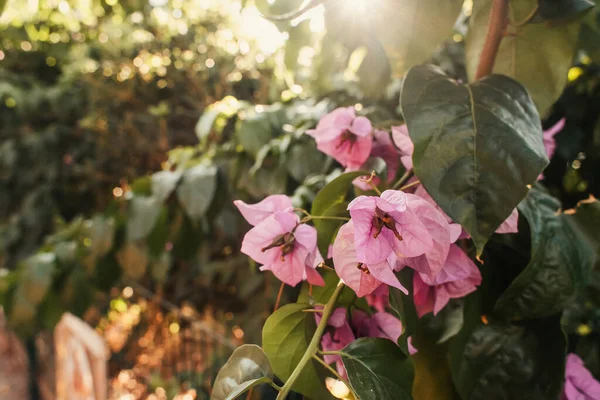 Arbusto con hojas verdes y flores rosadas a la luz del sol - foto de stock