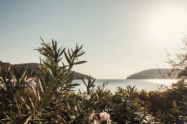 Oleandro florescente, e paisagem marinha com colinas verdes — Fotografia de Stock