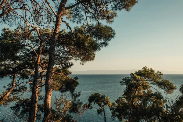 Pinheiros velhos, e paisagem marinha com horizonte — Fotografia de Stock