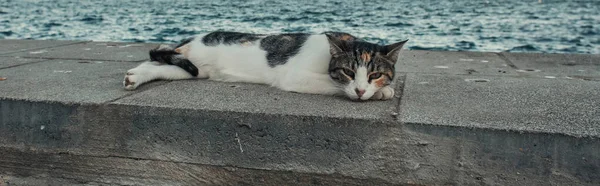 Gato sin hogar que yace en la frontera cerca del mar, bandera - foto de stock