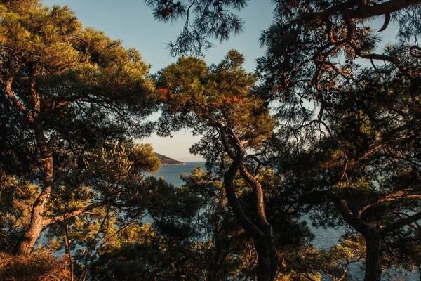 Old pine trees on hill with sea view — Stock Photo