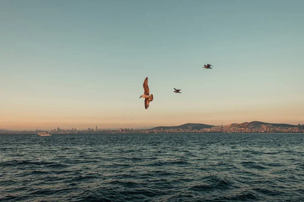 Seagulls flying over sea during sunset — Stock Photo